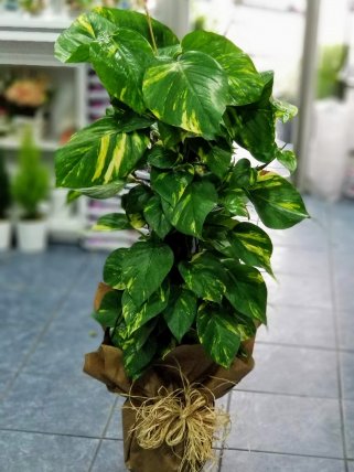 Bilecik Çiçek Gönderimi Büyük Boy Potas