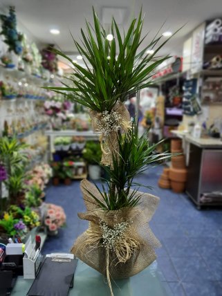 Bilecik Çiçekçi Üçlü Marginata