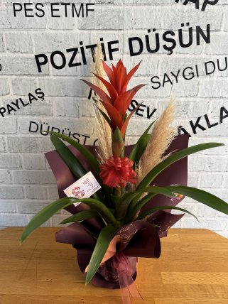 Bilecik Çiçekçi Orta Boy Guzmania
