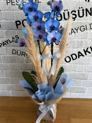 Bilecik çiçekçi Mavi Orkide