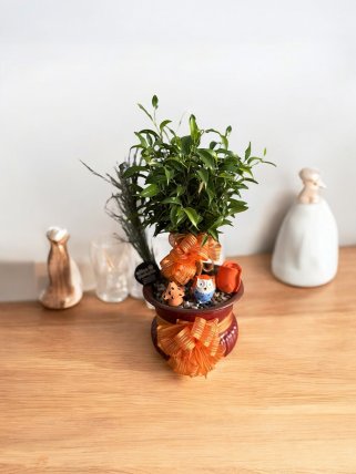 DEKORATİF SAKSIDA BONZAİ