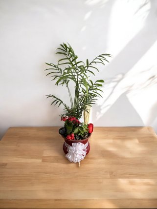 DEKORATİF SAKSIDA ŞAMODORA, KALONŞA ve SUKULENT ARANJMANI