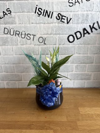 SİYAH SERAMİK SAKSIDA BARIŞ ÇİÇEĞİ