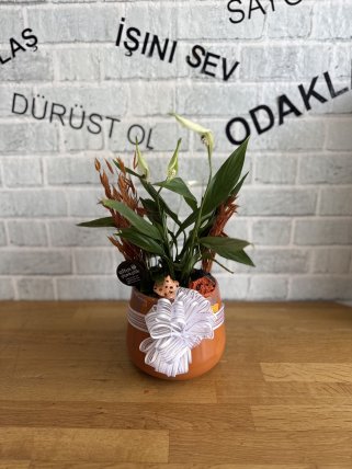 DEKORATİF SERAMİK SAKSIDA BARIŞ ÇİÇEĞİ