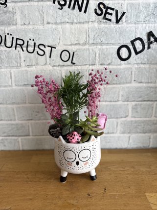 KEDİLİ SAKSIDA ŞAMODORA VE SUKULENT ARANJMANI