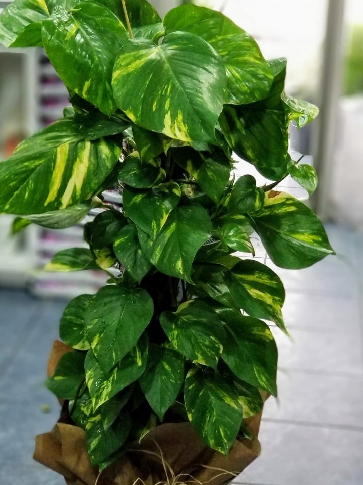 Bilecik Çiçek Gönderimi Büyük Boy Potas