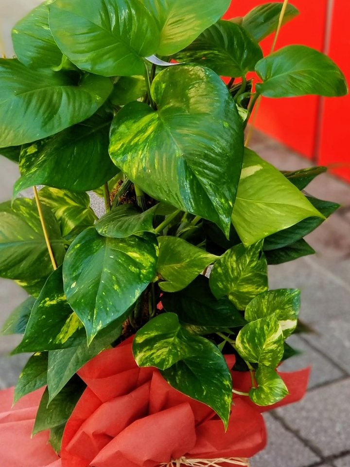 Orta Boy Potas Bilecikte Çiçekçi