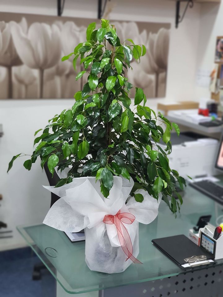 Bilecik Çiçekçi Benjamin