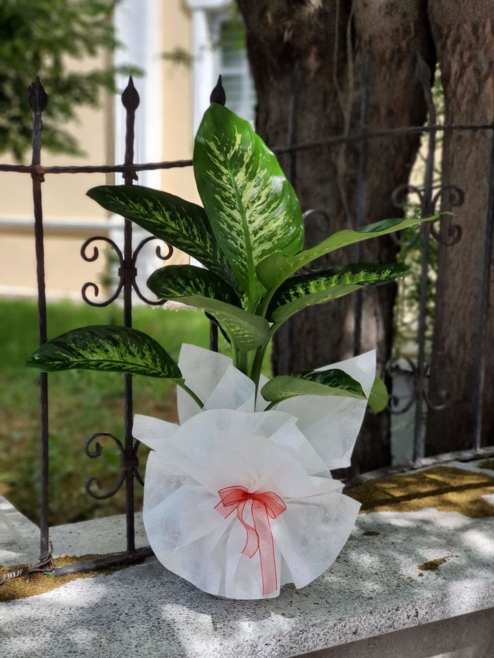 Orta Boy Difenbahia Tropic Çiçeğ