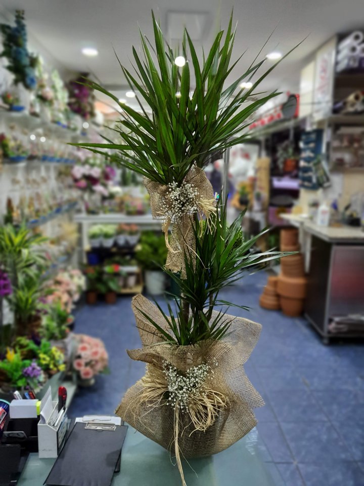 Bilecik Çiçekçi Üçlü Marginata