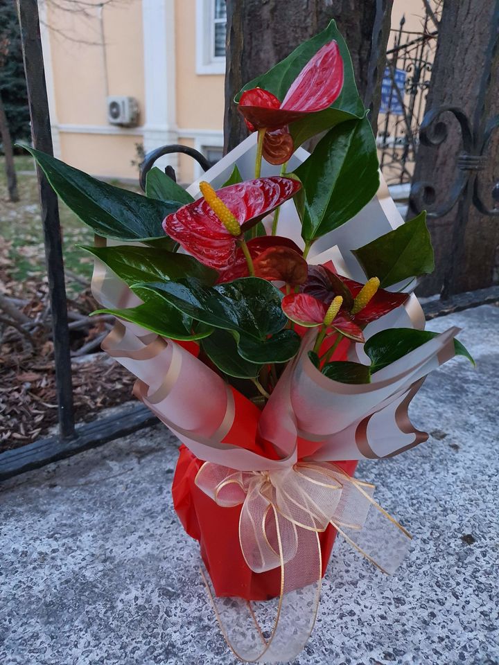 Anthurium (Antoryum) Çiçeği Bilecik Çiçekçi