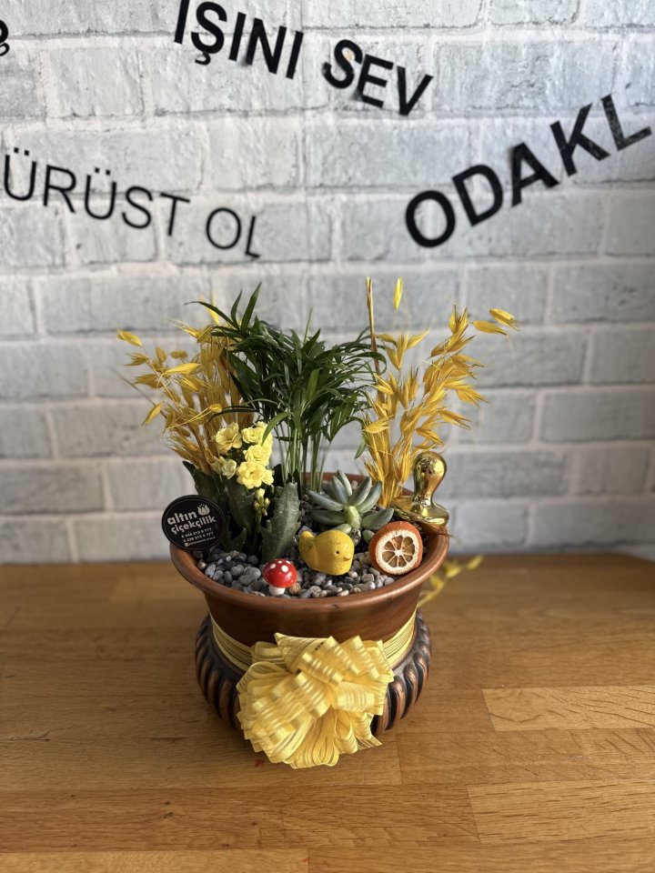 DEKORATİF SAKSIDA ŞAMODORA, KALONŞA ve SUKULENT ARANJMANII