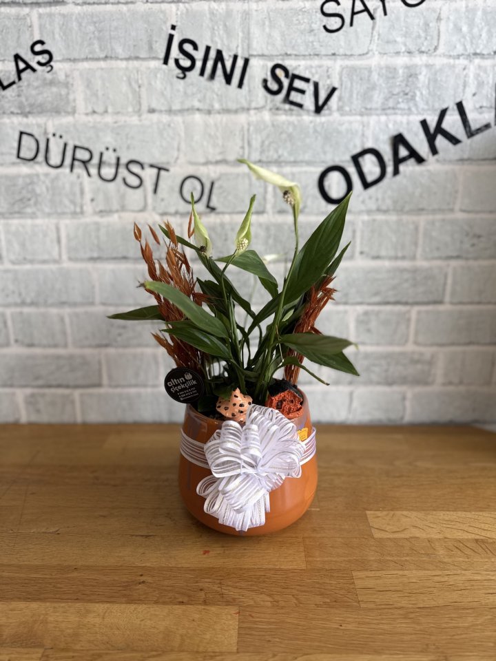 DEKORATİF SERAMİK SAKSIDA BARIŞ ÇİÇEĞİ