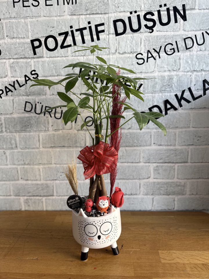 KEDİLİ SAKSIDA PARA AĞACI