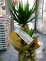Çiçekçi - İkili Yucca