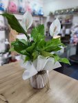 Çiçekçi - Orta Boy Spathiphyllum Çiçeği