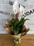Çiçekçi - Orta Boy Spathiphyllum Çiçeği