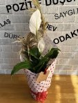 Çiçekçi - Orta Boy Spathiphyllum Çiçeği