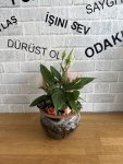 Çiçekçi - DEKORATİF TOPRAK SAKSIDA BARIŞ ÇİÇEĞİ