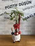 Çiçekçi - KEDİLİ SAKSIDA PARA AĞACI